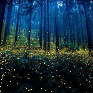 Meet your Posher, Langda